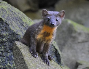 Pictures of American Marten