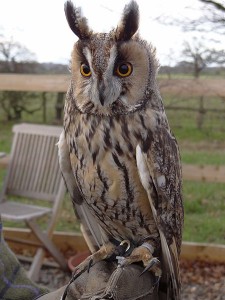 Pictures of Long Eared Owl