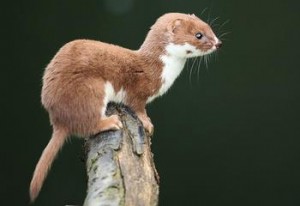 The Least Weasel