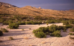 Western Diamondback Rattlesnake Habitat