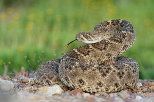 Western Diamond Rattlesnake Images