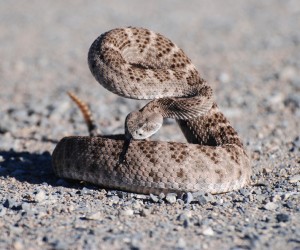 Western Diamondback Rattlesnake Photos