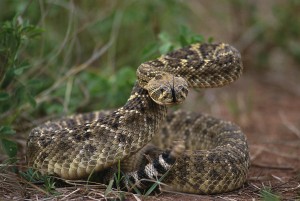 Western Diamondback Rattlesnake Pictures