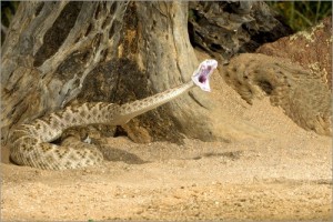 Western Diamondback Rattlesnake Striking