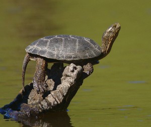 Western Pond Turtle