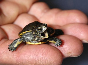 Western Pond Turtle Baby