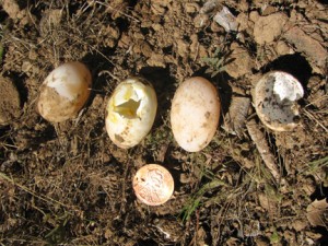 Western Pond Turtle Eggs