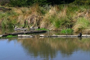 Western Pond Turtle Habitat
