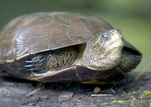 Western Pond Turtle Images