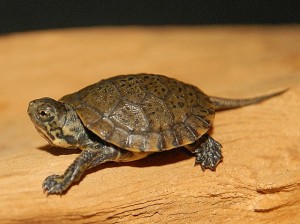 Western Pond Turtle Photos