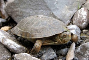 Western Pond Turtle Pictures