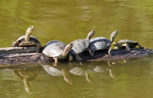 Western Pond Turtles