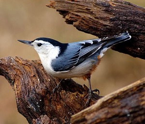 White Breasted Nuthatch