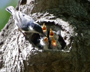 White Breasted Nuthatch Baby
