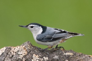 White Breasted Nuthatch Bird