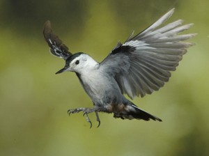 White Breasted Nuthatch Flying