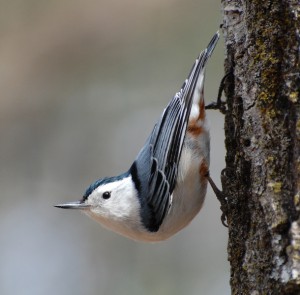 White Breasted Nuthatch Images