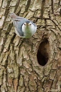 White Breasted Nuthatch Nest