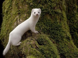 White Least Weasel