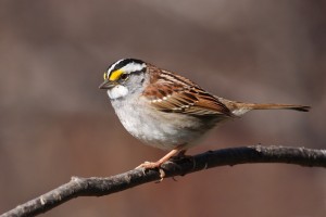 White Throated Sparrow