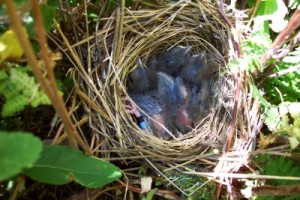 White Throated Sparrow Babies