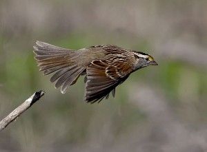 White Throated Sparrow Flying