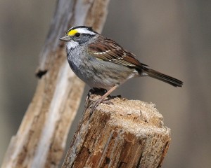 White Throated Sparrow Images