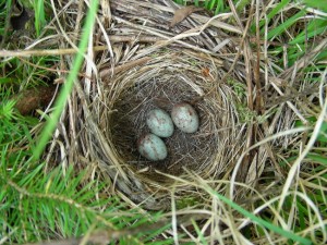 White Throated Sparrow Nest