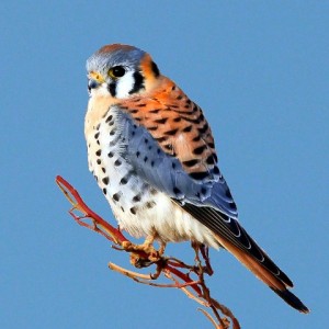 American Kestrel