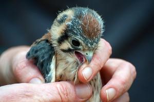 American Kestrel Baby