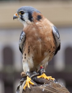 American Kestrel Bird
