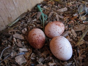 American Kestrel Eggs