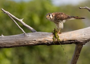 American Kestrel Hunting