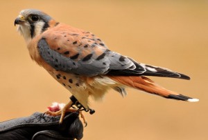 American Kestrel Images