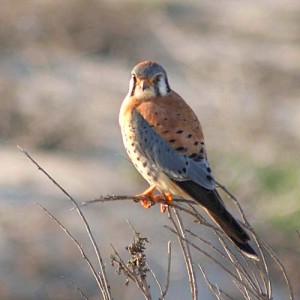 American Kestrel Male