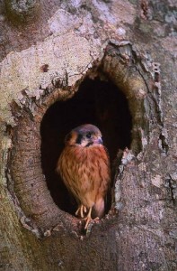 American Kestrel Nest