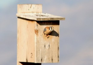 American Kestrel Nest Box