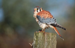 American Kestrel Photos