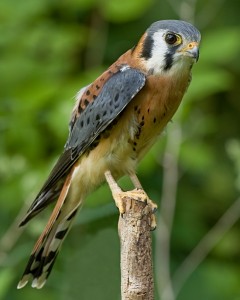 American Kestrel Pictures