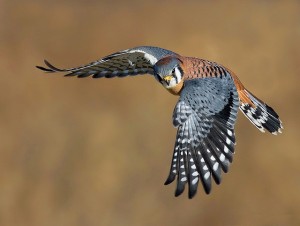 American Kestrel in Flight