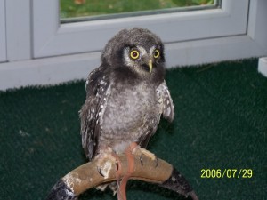Baby Hawk Owl