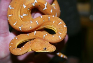 Emerald Tree Boa Baby