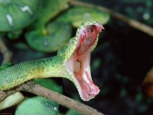 Emerald Tree Boa Fangs