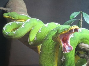 Emerald Tree Boa Images