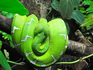 Emerald Tree Boa Pictures