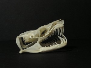 Emerald Tree Boa Skull