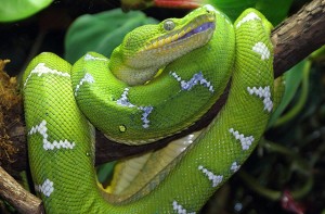 Emerald Tree Boa Snake