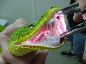 Emerald Tree Boa Teeth
