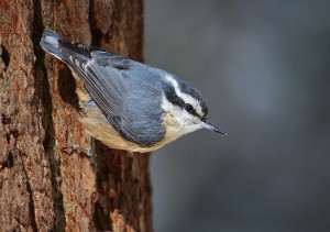 Female Red Breasted Nuthatch