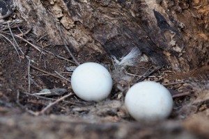 Great Grey Owl Eggs